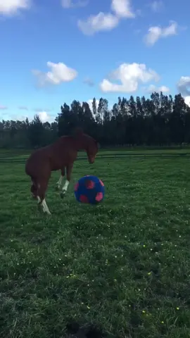 When you are a horse...everyday is a good day (via Emily K) #horse #animal #pet #field #meadow #bluesky #Soccer #futbol #ball