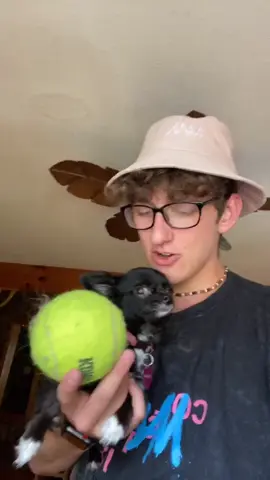 Dozer vs Puddin 😱❤️ #foryou #foryoupage #feature #featureme #pets #dogs #tiktok #TwoOptions #SummerProject