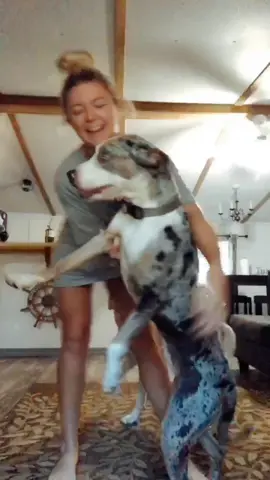 When only one of your pups knows how to tiktok #rags2riches #dogsoftiktok 🐶