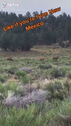 #foryou #scenery #newmexico #newmexicohype #fyp #foryoupage #elk #fishing