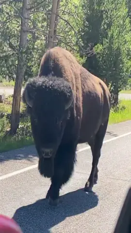 Don’t rush me bitch! 🤣😂🤣 #BearWeek #hellno #bison #tatanka #buffalo #yellowstone #naturelover #fyp