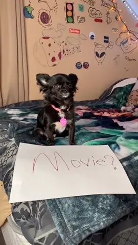 Movie Puddin 🥺❤️ #foryou #foryoupage #feature #featureme #pets #dogs #tiktok #NicerToMe #HiddenGems