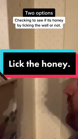 Spoiler Alert: The homeowner has bees. #TwoOptions  #pennsylvania #buckscounty #bees #honey #beekeepersoftiktok