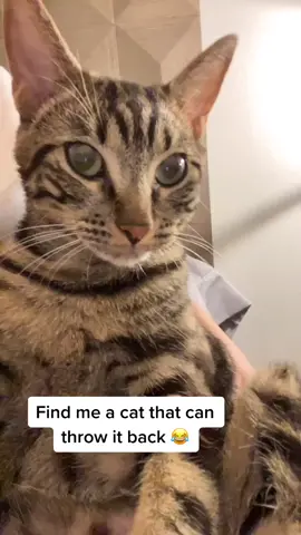 Wowe 😂 #fyp #foryou #foryoupage #catsoftiktok #NicerToMe #HiddenGems #MoreHappyDenimDance #duet