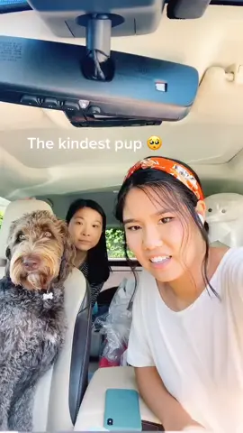 Billy is not fazed 😂😂😂 ft @kkadybugg #pursechallenge #bagchallenge #dogsoftiktok #NicerToMe #HiddenGems #UnitedWeDance #MoreHappyDenimDance #viral
