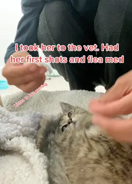 Volume up ⬆️⬆️ #catsoftiktok #kittensoftiktok #foryou #foryourpage #fyp