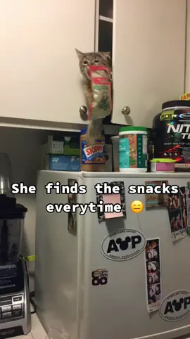 Snack Queen #cats #catsoftiktok #foryou #fyp #snack #suspicious #catslovers