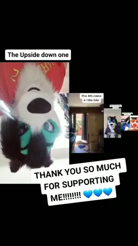 #duet with @galaxy20wolf MUCH LOVE TO YOU!!!!!!!!!!! #furries #blutoothhusky #furriesoftiktok #fursuit #fursuiting #furryfandom