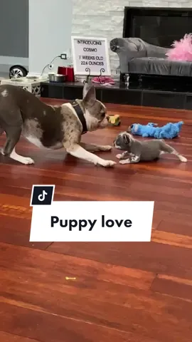 Puppy love #stoliandcosmo #LaceEmUp #foryou #foryourpage #fyp #foryoupage #frenchie #frenchton #frenchbulldog #microfrenchie #dog #puppy #bestfriend