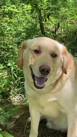 Survival Dozer 🥺❤️ #foryou #foryoupage #feature #featureme #pets #dogs #tiktok #Manifestation