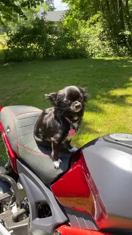Motorcycle Puddin 🥺❤️ #foryou #foryoupage #feature #featureme #pets #dogs #tiktok #Manifestation