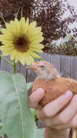 Little tweety bird is a G. #bird #chicken #cutie #fyp