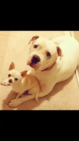 This little girl lost her best friend...Her BIG but little brother...My heart still hurts for her. #WeMissYouAlpha #BrokenHearted