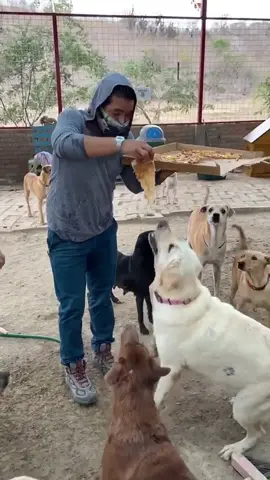 Hice preparar PIZZA ESPECIAL para 100 perritos. Edto fue lo que sucedió ♥️🐶