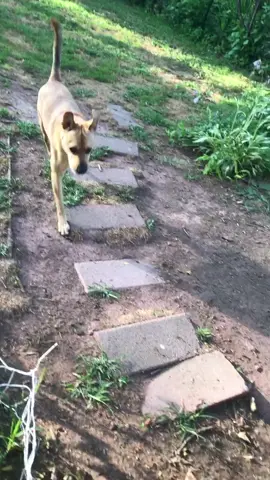 Runnin’#deuce2legdog #twoleggeddog #nolimits #tiktokdogs #dogsoftiktok #dog