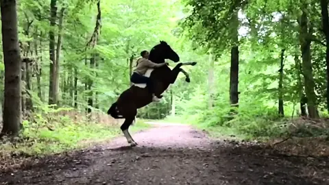 In meinem Benz 😜🤙🏻 #ostsee #viral #equestrian #zirkuslektionen #steigen #foryoupage #fypシ #horse #featureme #germany #goviral #wald
