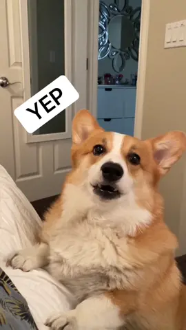 WAIT FOR IT #PokemonGO #LetsFaceIt #dogsoftiktok #dog #trending