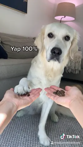 Watch ‘til the end😂 #regret #doggame #sadeyes #foryou #goldenretrieverpup