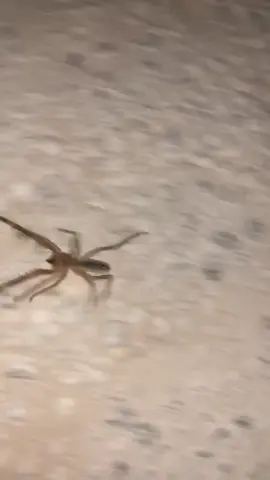#deployment #camelspider #run #fyp #foryoupage #chase #IAmLost #no #spider #lgbt #lesbian #foryou