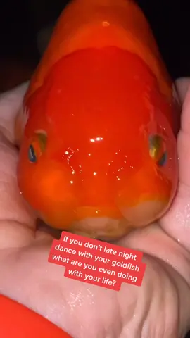 For real guys, you honestly don’t dance with them? #fish #dance #partytime