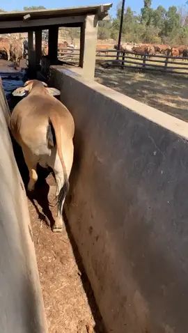 It’s that time of the week again ☀️🐮 #cows #farmer #zimbabwe #foryoupage #farming #jump