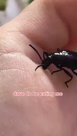 no comment #foryou #fyp #foryoupage #davethebeetle