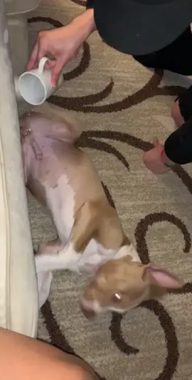 For all the times you’ve waken me up to take you out❤️🥺 #foryou #foryoupage #fyp #puppy #parati #washington #sleep #water #pitbull #prank
