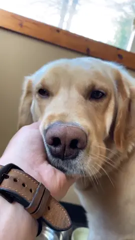 Drinking Dozer 🥺❤️ #foryou #foryoupage #feature #featureme #pets #dogs #tiktok #PlayBall #FanArt