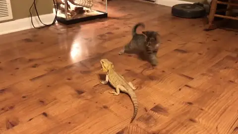 Big lizard play toy. 🦎🤣😂 #beardeddragon #catsoftiktok #fyp