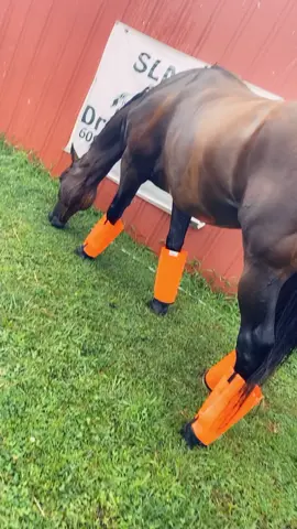 Them orange fly boots tho #wabitseason #shooflyleggins