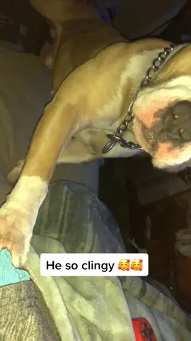 He always want some love lol #dogsoftiktok #dogs #animals #loyalty #Love #pitbull #bully #sweets #foryou #foryoupage