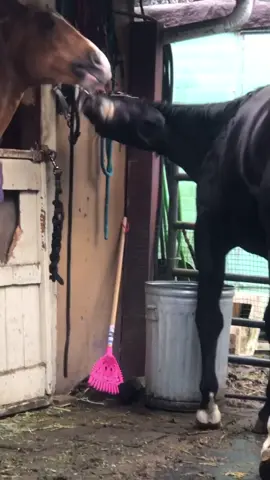Cowboy has always been musical. #PetsOfTikTok #horse #horses #music #sounds #beats
