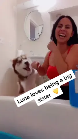 I love our baby Luna 🌙  #fyp #huskypuppy #husky #puppiesoftiktok #PetsOfTikTok #mybabygirl #bigsister