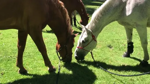 They were both fine 🤣 no one was hurt! Remi is too fast for the big grump! #equestrian #fresianhorse #blmmustang #wildhorse #horsesoftiktok