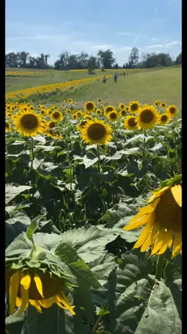 Def recommend checking out a local sunflower field this summer #sunflower #fyp #foryou #foryoupage #4u
