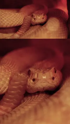 Comment les #serpents injectent-ils leur venin 🐍 ? @docnozman sur le coup. #science #tiktokacademie #animaux #animal #cute #mignon #regardeetapprends