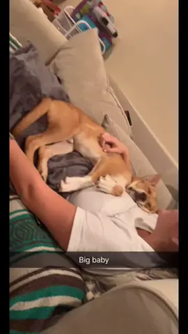 Dog invading our personal space #dogsoftiktok#invadingtheirspace#dogs