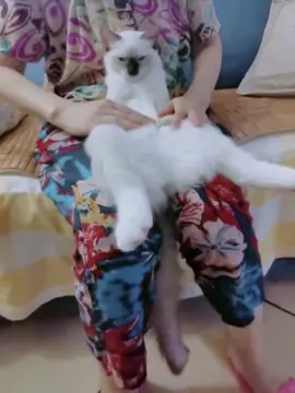My cat loves his daily massage from grandma lol how much should I charge him though #fy #fyp