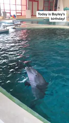 Happy Birthday, Bayley! 🥳🐬#tiktokpartner #LearnOnTikTok #nationalaquarium