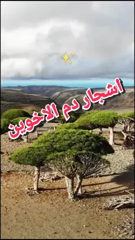 هضبة ديكسم #جزيرة_سقطرى #سقطرى #socotra_island #socotraisland #socotra #sky #fyp