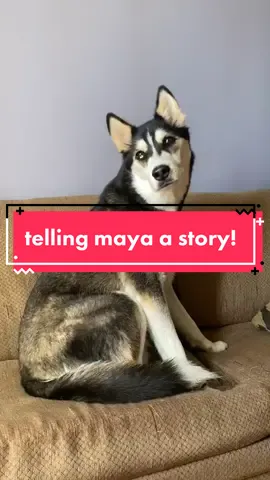 i had to jump on this trend😂 #storytimevideos #huskies #headtilt #NatureVibes