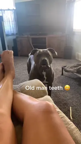 #grady #pittbullsoftiktok #allaboutme