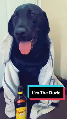 Omg I can’t even #funny #rofl #funnyvideos #tiktok #dogsoftiktok