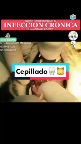 Gingivitis Linfoplasmocitaria Felina [Infección Crónica/Afecta Mucosa Oral-Encía] Prevención:Cepillado Dental. #animalslove_original