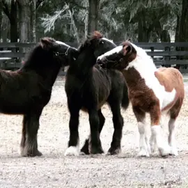 Gypsy Vanner babies wrestling it out!!  Love watching them play!! #Gypsyvanner #babylove #baby #horsesoftiktok #family #horse #horses #Love