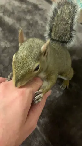 #lunch #NatureVibes #squirrelsoftiktok #squirrel #arkansas #PetsOfTikTok #fyp #viral #adorable #fingernails