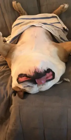 Bulldogs man #bulldogs #bulldogsoftiktok #dogsoftiktok #englishbulldog #fyp #foryoupage #bubba #sleepingchallenge