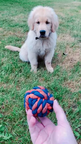 Played with mom before work this morning 💕 #fyp #foryoupage #goldenretriever #puppy #dogsoftiktok