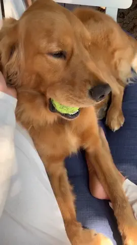 Name a cuter golden. I’ll wait. #WholeNewGame #naturevibes #PetsOfTikTok