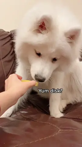 Baby Shiro vs Lemon #samoyed #puppy #dogsoftiktok #PetsOfTikTok #bestdog